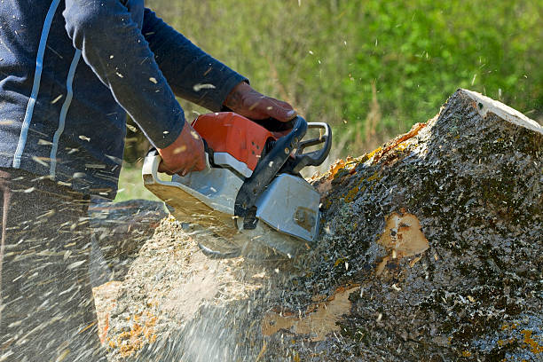 Best Affordable Tree Service  in Homedale, ID